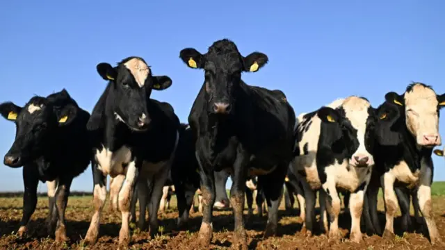 Cows stand in muddy field
