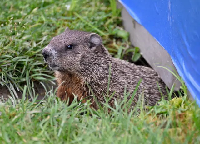 A groundhog (or marmot) sits by the track at the Candian Grand Prix