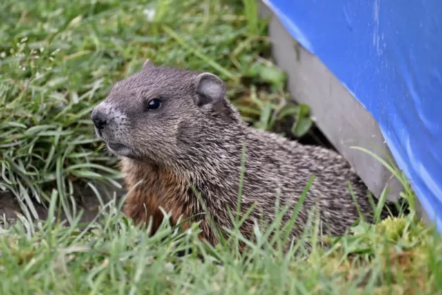 Groundhog