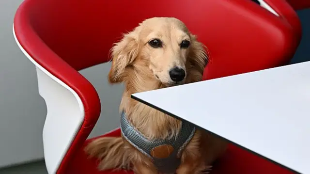 Charles Leclerc's dog Leo