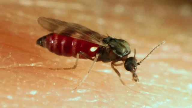 Infected culicoides midges blown over from northern Europe can infect livestock with one bite