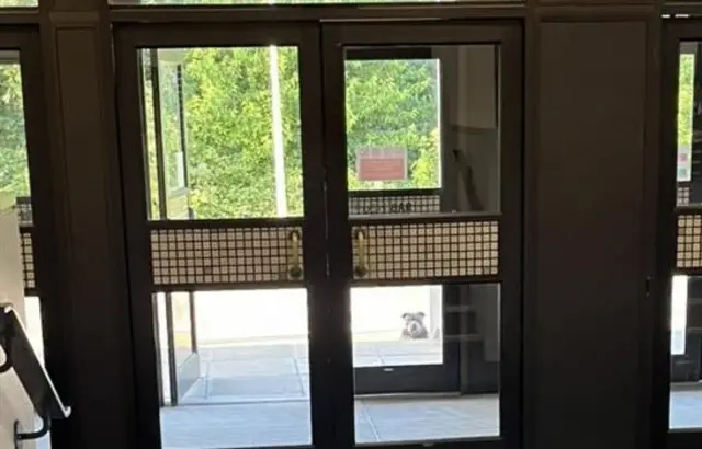 A dog waiting behind some doors