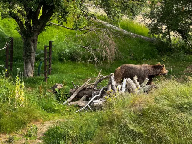 A brown bear surrounded by grass, trees and rocks
