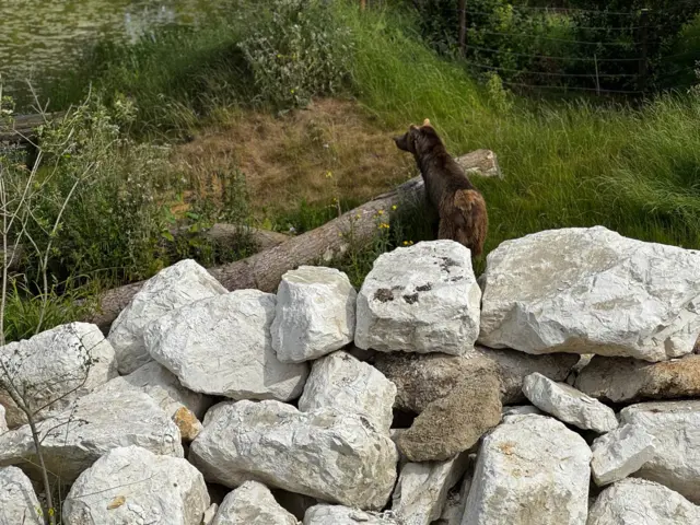 A brown bear surrounded by grass, trees and rocks
