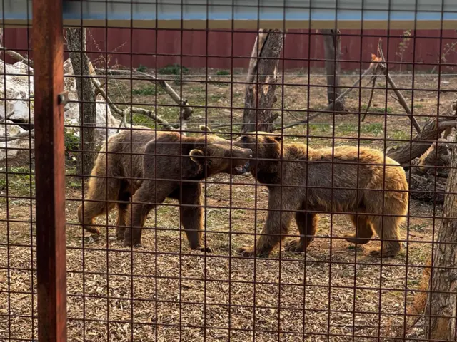 Two brown bears playing behind a fence