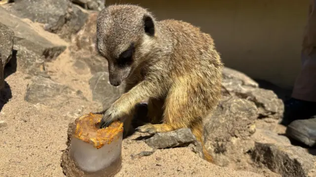 A meerkat standing on the sandy ground touches an ice cube filled with mealworm