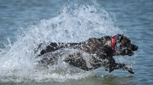 Black Labrador runs and jumps in the water at the seaside on a sunny day