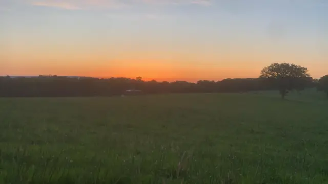A green field with a hedges to the edge of it. There is a large tree on the right and the sunrise can seen over the top of the trees in the background.
