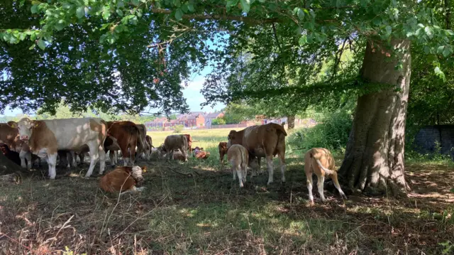A herd of cattle in the shade cast by a large tree