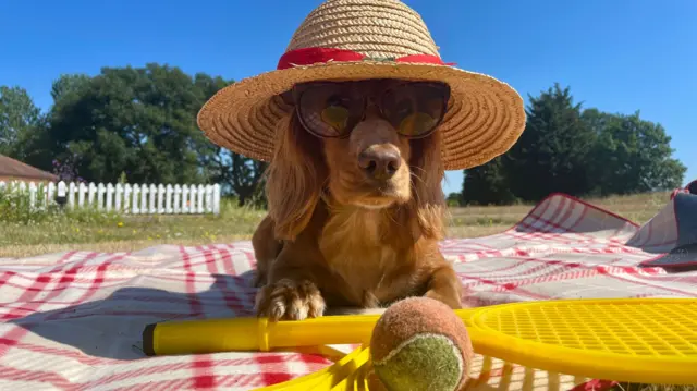 A dog wearing a sunhat and sunglasses on a red and white picnic blanket. Two plastic yellow tennis rackets are in front and a tennis ball