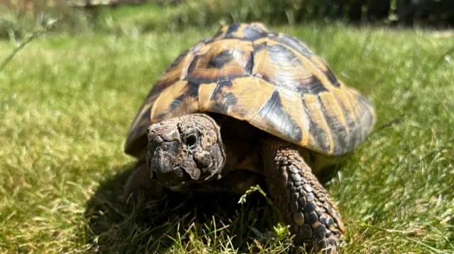 A tortoise on the grass in the sunshine