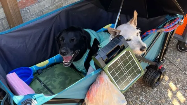 Two dogs in a trailer with a brolly above them smile at the camera