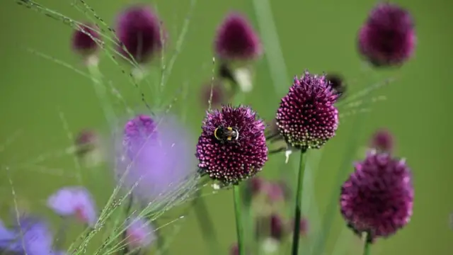 A Bumble Bee gathers pollen from Alliums flowers