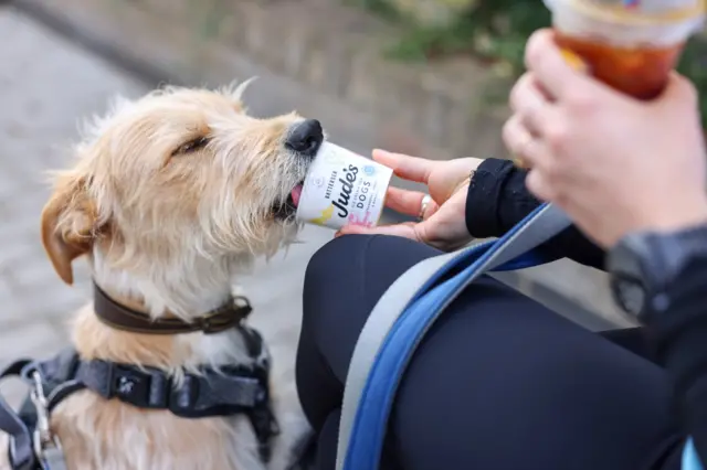 A terrier licking a tub of an ice cream for dogs