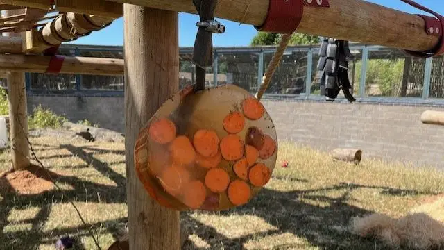 Sweet potato slices frozen into a round block of ice, hanging from a post in a zoo enclosure.