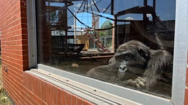 A black gorilla leans its chin on folded arms on a windowsill, looking outside