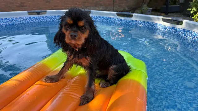 Cooper, a black and tan dog, sitting on an orange pool float in a paddling pool in a garden