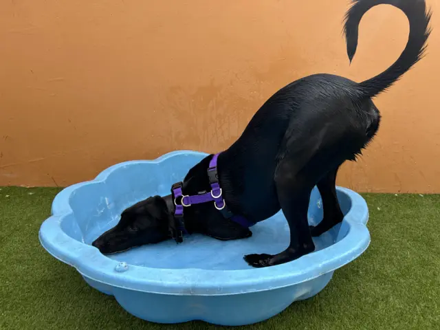 A black labrador in a paddling pool