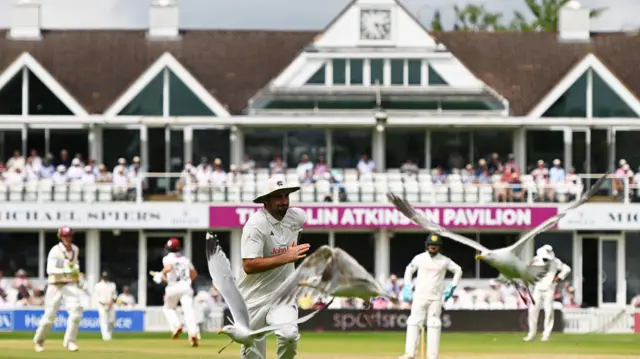 Seagulls took up residence on the outfield at Taunton during the first day's play