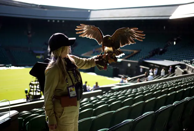 Rufus the Hawk