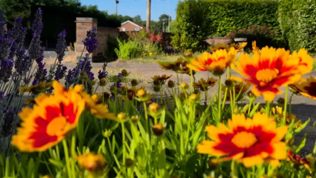 colourful flowers in full bloom