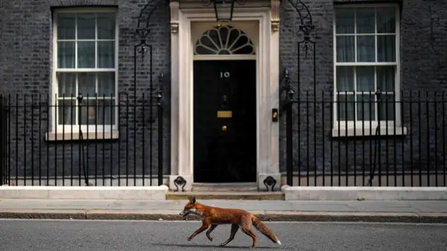 A fox runs in front of Downing Street