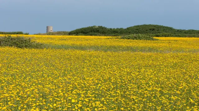 Sun shines down on a field of yellow flowers, with green foliage behind and a cylindrical building in the background.