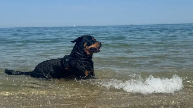 A dog playing in the water in the coastal region of The Hague.