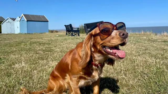 Dog in sunglasses