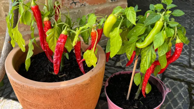 Chillis growing in pots