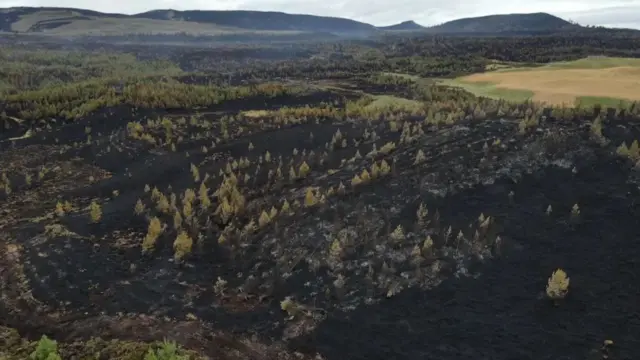 Images of scorched Cawdor forestry, supplied by Cawdor Estate