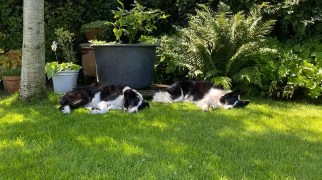Dogs in shade