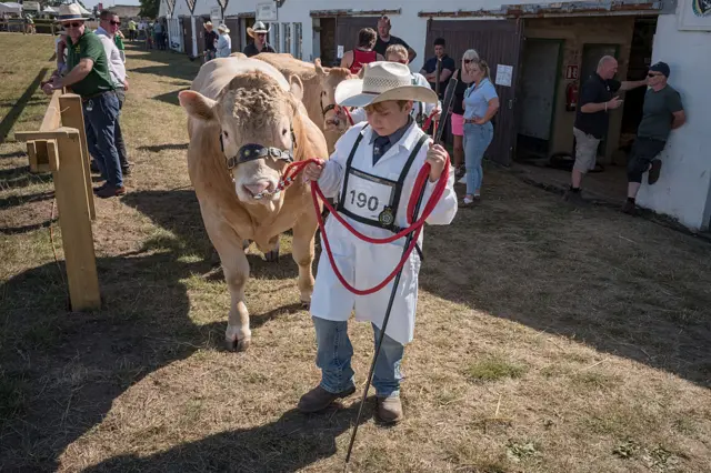 A youngster enters the show arena with his Beef Pair on the final day of the 166th Great Yorkshire Show