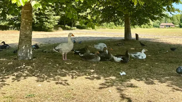 Geese in shade