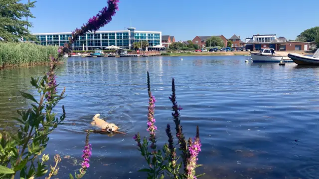 A dog paddles in a lake