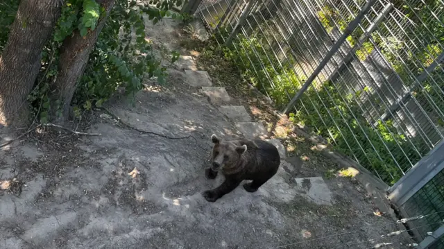 Bear park in Bern
