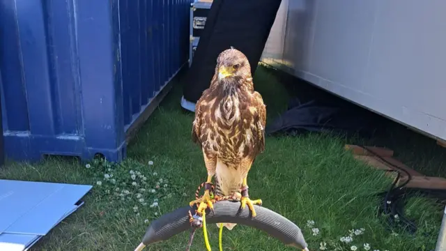 Ghetto the hawk