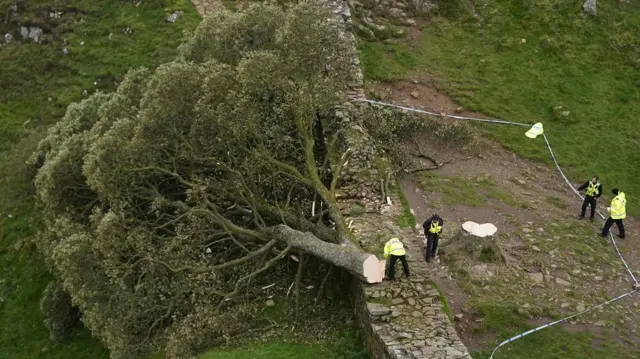The Sycamore Gap tree after it was felled. Part of the trunk is resting on Hadrian's Wall with the canopy on the opposite side to the stump. The stump is surrounded by police tape. Four police officers dressed in hi-vis jackets are investigating the scene.