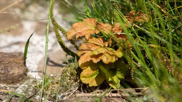 Yellow leaves growing out of the stump of the tree alongside grass and other plants.