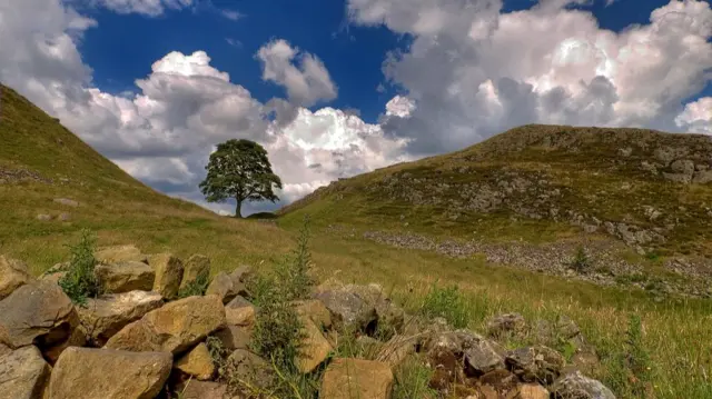 A view of the tree when it was still standing from the side. The sky is blue and filled with large clouds. Grass surrounds the tree.