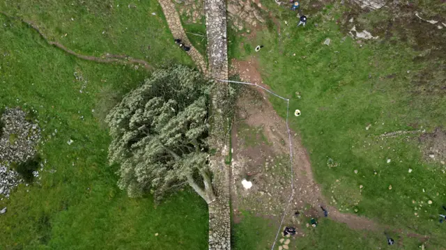 An aerial photo of the felled tree. The bottom of the trunk is resting on Hadrian's Wall. Police tape surrounds the tree. People can be seen behind the tape.