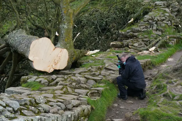 A police officer in all black clothing crouches and takes a photo of Hadrian's Wall and the large tree lying across it.