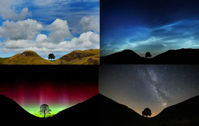 Four pictures of the tree, one in the daylight, another at dusk with a dark blue sky, a third with the green and purple lights of the Northern Lights behind and the fourth with bright stars in the night sky visible