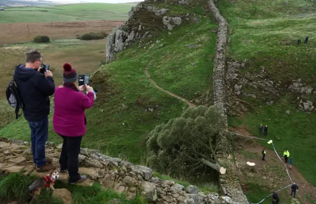 Two people stand on a hillside taking a picture of the felled tree in the valley below