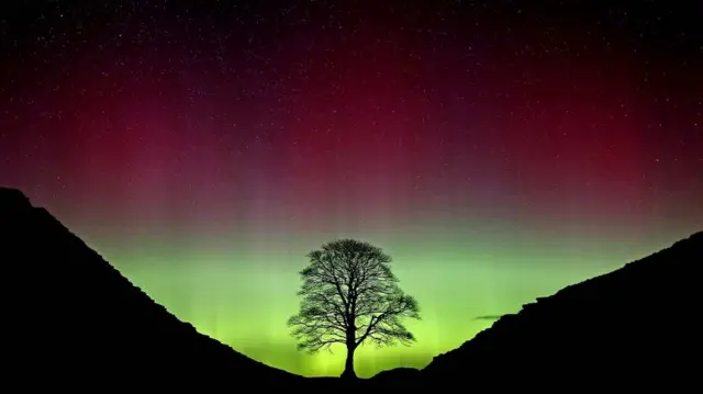 The Sycamore Gap tree before it was felled. The green and pink Northern Lights can be seen in the sky above.