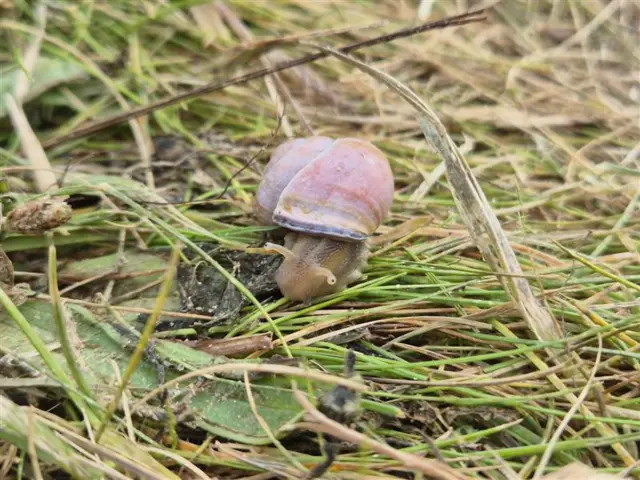 A snail at the Open