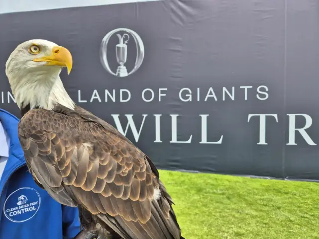 Pilgrim the American bald eagle