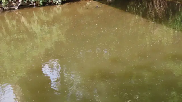 A section of the River Otter. It is a murky green and its surface is still and speckled with white dots.