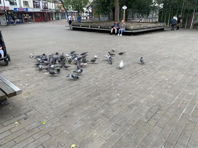 Pigeons in Swindon town centre
