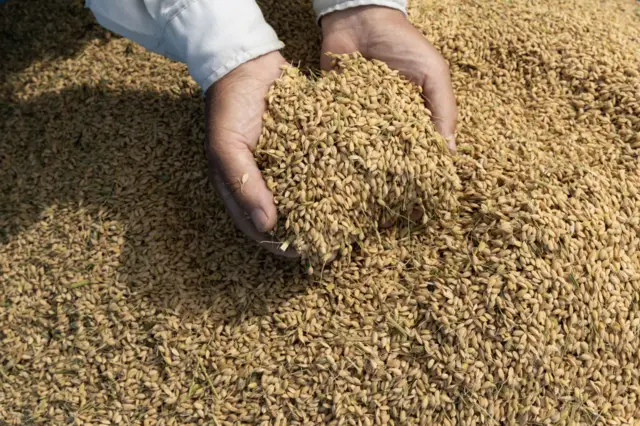 A pair of hands hold up a bunch of harvested rice grain above a large pile of the grain